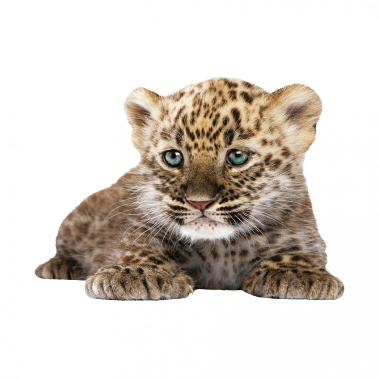kek_amsterdam_muursticker_safari_friends_leopard_cub